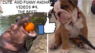 CUTE AND FUNNY ANIMAL VIDEOS . THE BEST!  cats, dogs, monkeys, squirrels and others