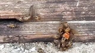НЕ ВЛИЗАЙ В КОШЕРА