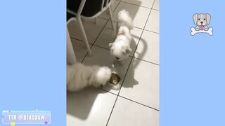 Best Funniest Animals Videos ???? - Funny Dogs And Cats Videos 2023 ????