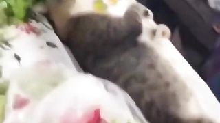 CATS WORLD 15