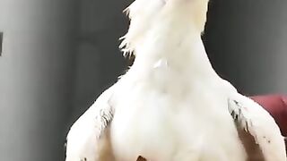 White Aseel Bird
