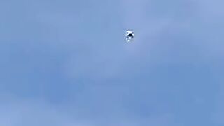 Nice Pigeon