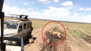 Lion Attack 2