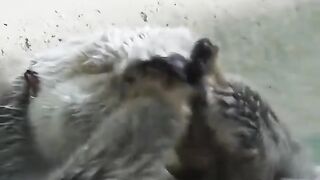 Aimons les animaux