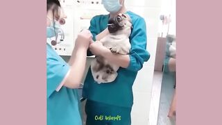 Funny Dog And Cat ------ funniest video ever????????