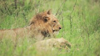 Animal video 5