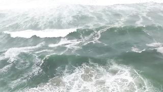 Animals attack video