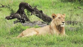 Wow cute animal videos