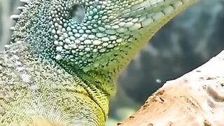 Amazing Chameleon __ Wildlife _ Animals for