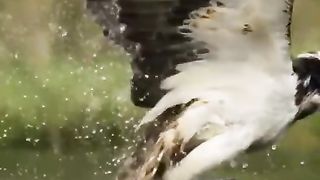Animal video 6