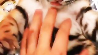 Animals Of The World 4K _ new cute video _ _dog _shorts _lion _cat _cute
