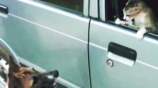 Cat funny video 5