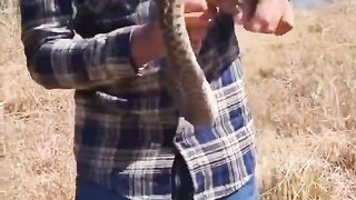 Que faire quand un serpent a mordu #sk