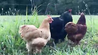 animals 6