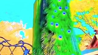 Nature 29