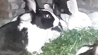 Rabbit beautiful 2