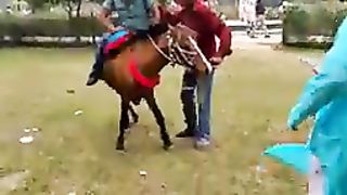 Horse meeting amazing febspot video #febspot #amazing