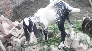 Goat baby amazing febspot video /Febspot - Become popular