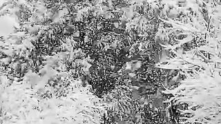 Snow fall 4