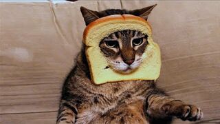 GET READY TO LAUGH: The FUNNIEST CAT VIDEOS on the Internet Are Here! | Top Cat Videos 2023 ????????