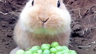 Sweet rabbit ????????