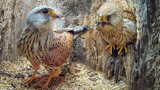 Full Story of Kestrel Couple's First Year Kestrels Apollo & Athena