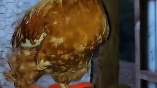 Stylish cock||swag of cock||Pakistani cock