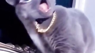 Stylish cat||beautiful cat voice|full action cat