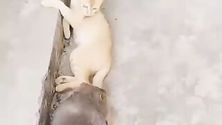 Dog end cates funny moments -funny animals-funny,cates/doges funny animal videes 2023