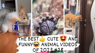 THE BEST- CUTE -AND FUNNY- ANIMAL VIDEOS OF 2023