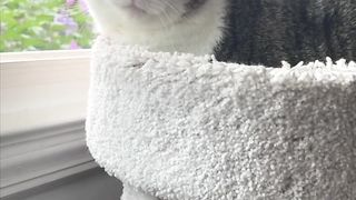 Cat Shorts Compilation - More Than 100 Cute Cat Shorts! Best Cat TikToks!