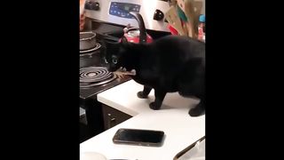 FUNNY CAT MEMES COMPILATION OF 2023 V15 2