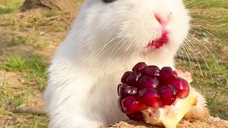 So cute Rabbit ????