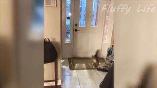 Funny Animal Videos 2023 - Best Cats And Dogs Videos