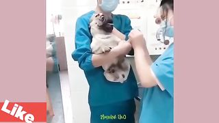 Funny Dog And Cat ???????????? Funniest Animals video