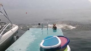 Corgi Flop CUTE VIDEO