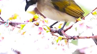 beautiful birds view 2