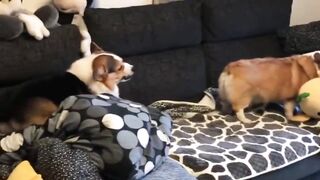 Angery Boi hours FUNNY CORGI