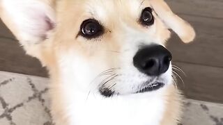 Dog's Favorite Place to Nap - Tofu the Corgi - #shorts #corgi