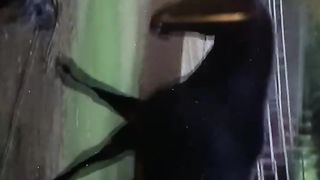 Clever animal