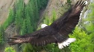 Eagle ???? on the Way