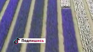 ХОЛАНДИЯ