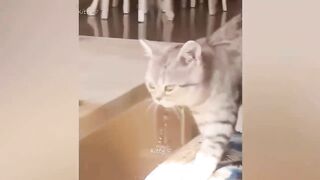 Best Funny Dogs And Cats Videos ???? - Funniest Animals Videos 2023???? #1 3
