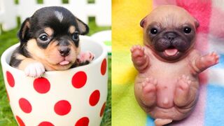 Cute pet dog hair coloring