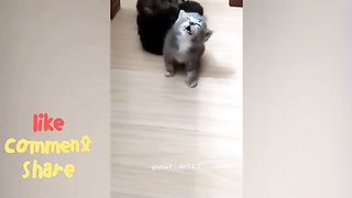 funniest animals 2023 Best punny Cate and Dog ????