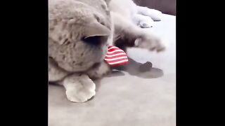 Cat video 11