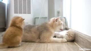 The way mother cats loves her kittens is very strongly..