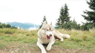Entertainment with Dog
