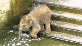Baby elephant goes for a swim at  Zoo