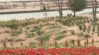 Roller off Dubai 4